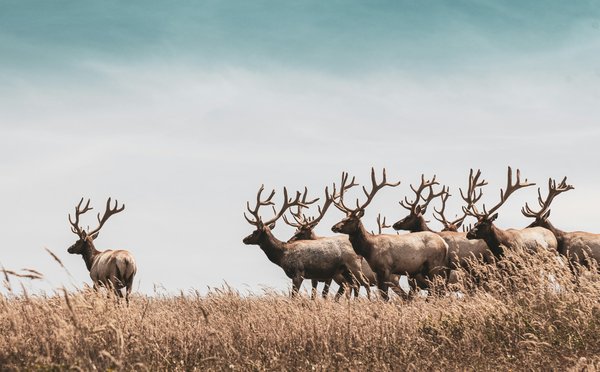 Quels sont les critères pour choisir une location de vacances en Écosse avec des cours de photographie de la faune sauvage ?